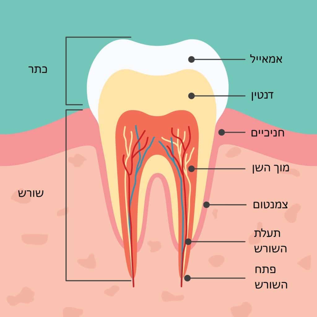 שכבות במבנה השן